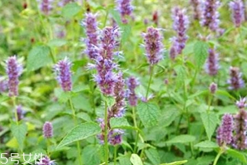 藿香和麝香是一樣嗎？藿香和麝香的區(qū)別