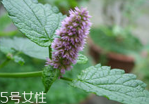 藿香能多吃嗎？藿香吃多了會(huì)怎樣？