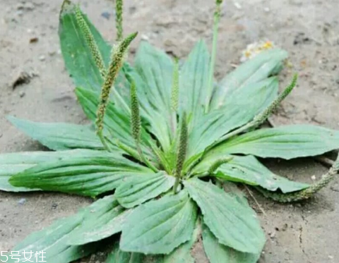 車前草怎么吃？車前草怎么做好吃？