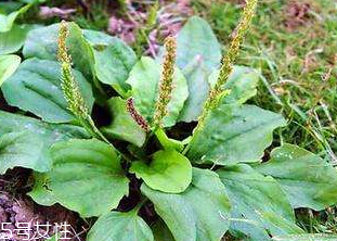 車(chē)前草的熱量 車(chē)前草能夠減肥嗎？