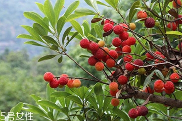 梅花是發(fā)物嗎？皮膚過敏的人能喝梅花茶嗎？