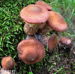 榛蘑的好處 榛蘑對人有什么益處？