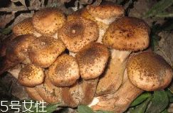 榛蘑的好處 榛蘑對人有什么益處？