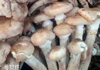 榛蘑是蘑菇嗎？榛蘑是什么蘑菇？