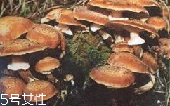 榛蘑是蘑菇嗎？榛蘑是什么蘑菇？