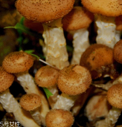 榛蘑是野生的好嗎？野生榛蘑的好處