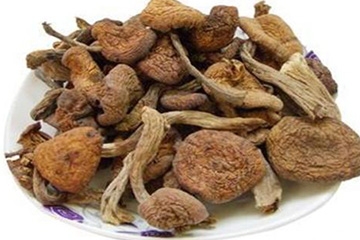 榛蘑是野生的好嗎？野生榛蘑的好處