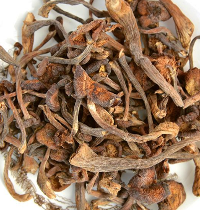 榛蘑是野生的好嗎？野生榛蘑的好處