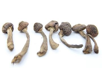 榛蘑和天麻的關(guān)系 榛蘑和天麻有什么聯(lián)系？