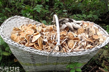 榛蘑的顏色 榛蘑是什么顏色的？