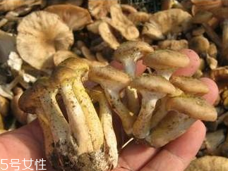 榛蘑和香菇能一起吃嗎？