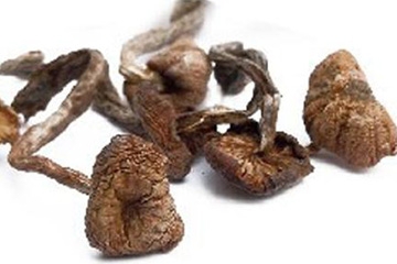 榛蘑能保存多久？干榛蘑怎么保存最好？