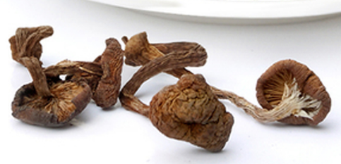 榛蘑可以煲鴨肉嗎？榛蘑可以煲鴨肉