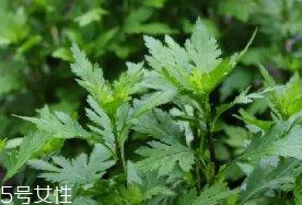 菊花腦是溫性還是涼性？菊花腦是涼性嗎？