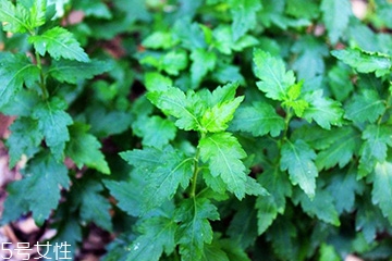 菊花腦的種植 菊花腦怎么種？