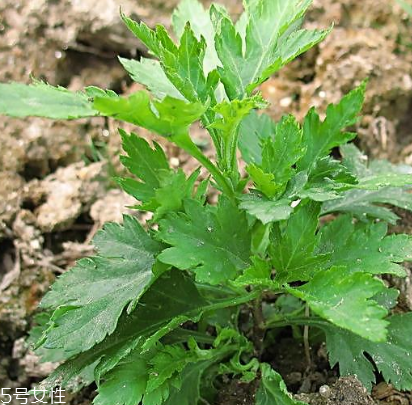 菊花腦能吃嗎？菊花腦的味道