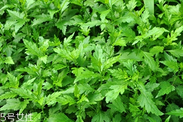 菊花腦可以涼拌嗎？菊花腦涼拌好吃嗎？