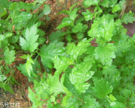 菊花腦和南瓜能一起吃嗎？菊花腦能和水果一起吃嗎？