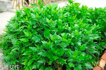 菊花腦的好處，吃了菊花腦有什么效果?