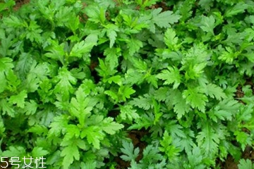 菊花腦怎么挑選？菊花腦選購技法
