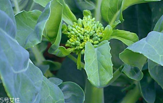 芥蘭能炒牛肉嗎？芥蘭炒牛肉的做法