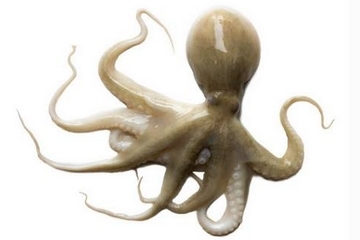章魚是什么顏色？章魚是什么樣子？