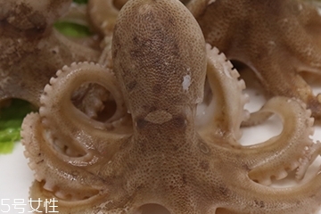章魚是軟體動(dòng)物嗎？章魚屬于軟體動(dòng)物嗎？