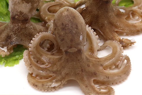 章魚會噴墨汁嗎？章魚的墨汁能吃嗎？