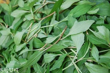 馬蘭頭對(duì)人的好處？馬蘭頭有什么好處？