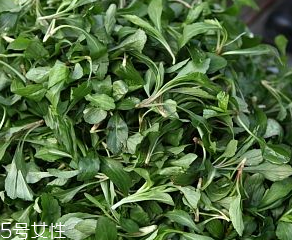 馬蘭頭是板藍(lán)根嗎？