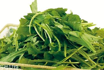 馬蘭頭是馬齒莧嗎？馬蘭頭和馬齒莧的區(qū)別