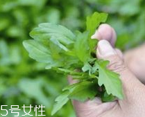馬蘭頭和蝦能一起吃嗎？馬蘭頭和蝦能一起吃