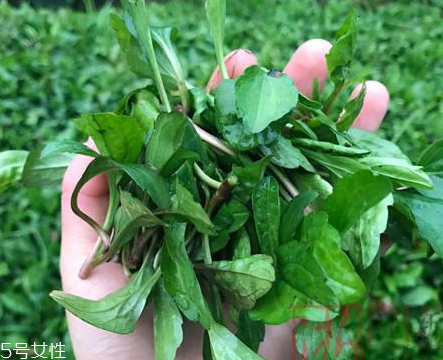 馬蘭頭和蝦能一起吃嗎？馬蘭頭和蝦能一起吃