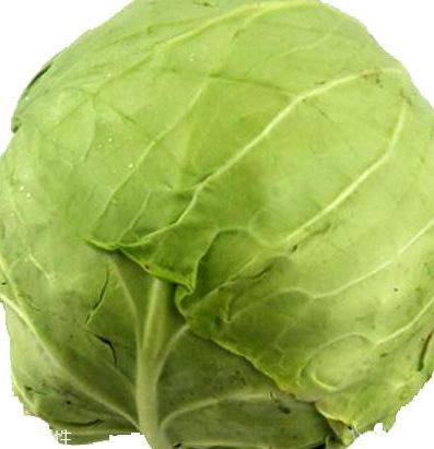 牛心菜怎么種植？牛心菜能種嗎？