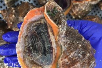 海螺開水還是冷水下鍋？海螺冷水還是熱水煮？