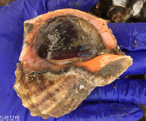 海螺開水還是冷水下鍋？海螺冷水還是熱水煮？