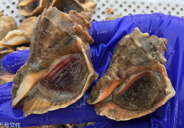 海螺開水還是冷水下鍋？海螺冷水還是熱水煮？