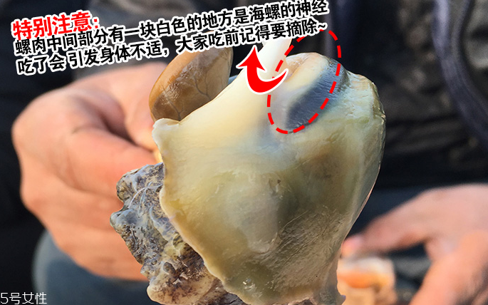 海螺會中毒嗎？吃海螺中毒多久會緩解？