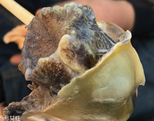 海螺可以隔夜吃嗎？海螺煮熟隔夜能吃嗎？