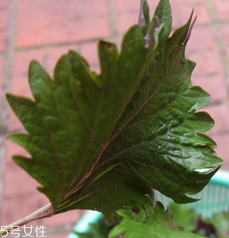 紫蘇葉能做成干紫蘇葉嗎？紫蘇葉怎么做成干紫蘇葉呢？