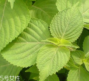 紫蘇葉是熱性的嗎？紫蘇葉是寒性的嗎？