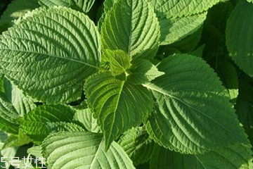 紫蘇葉能治感冒嗎？紫蘇葉能治感冒