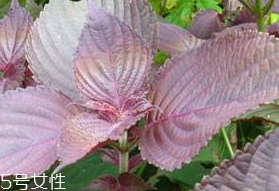 紫蘇葉的形態(tài)特征 紫蘇葉的外形是什么樣？