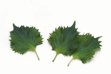 紫蘇葉和艾葉的區(qū)別 紫蘇葉和艾葉有什么區(qū)別？