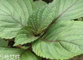 紫蘇葉能吃嗎？紫蘇葉好吃嗎？