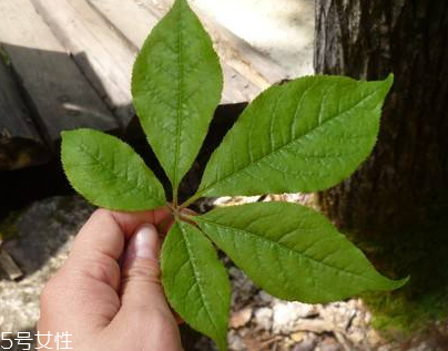 刺五加能做菜嗎？刺五加怎么做菜？
