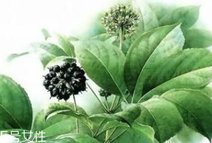 刺五加能做菜嗎？刺五加怎么做菜？