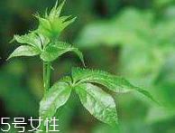 刺五加和枸杞泡水好嗎？刺五加能和枸杞泡水嗎？