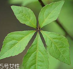 刺五加能給孕婦吃嗎？孕婦能吃刺五加嗎？