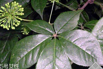 刺五加經常喝會怎樣？刺五加能天天喝嗎？